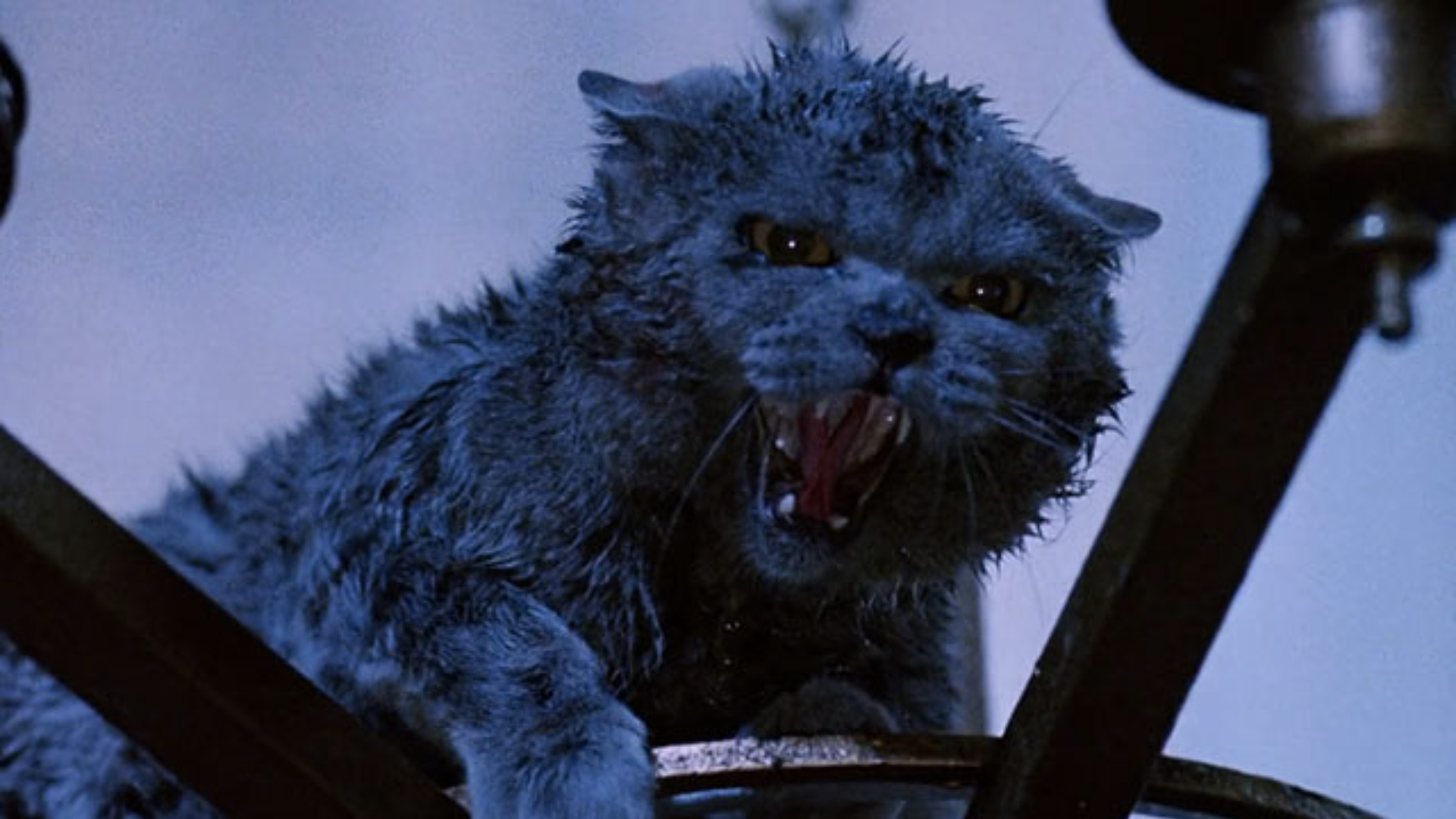 'Strays' is Made-For-TV Horror For Cat Lovers